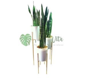 Juego de 3 sets de Sansevierias Laurentii + bases hierro color doradas